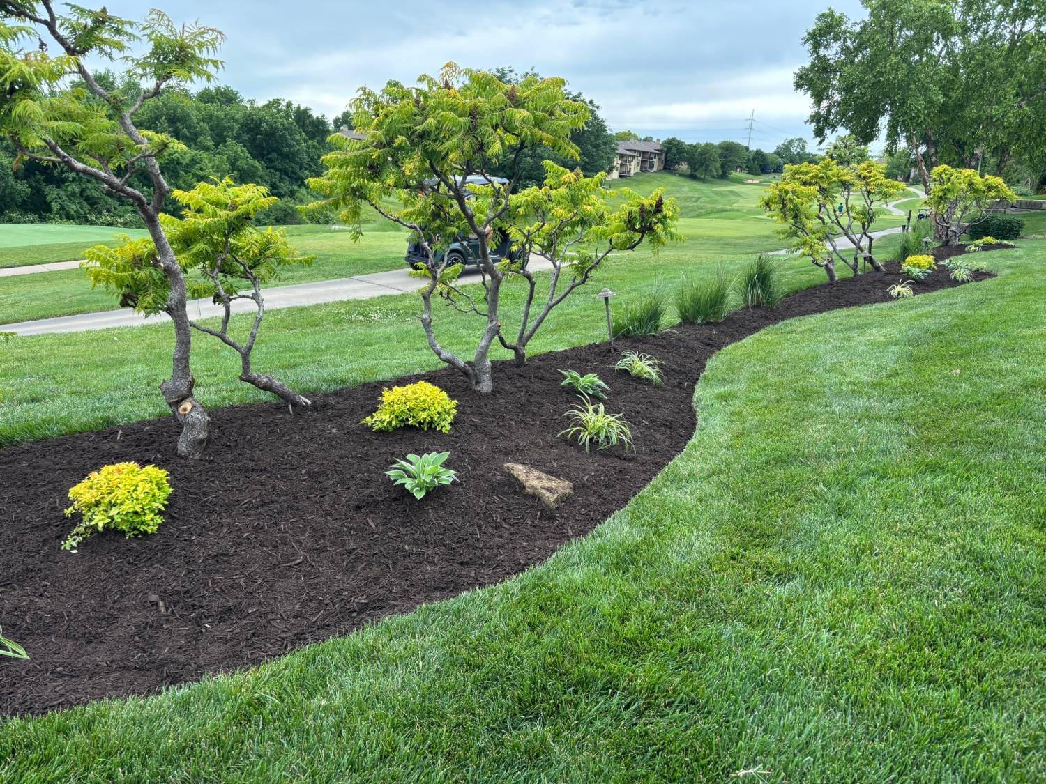 Fresh dark mulch bed with shrubs and ornamental grasses along a mowed fairway