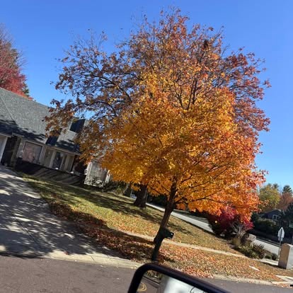 A tree in fall color in a Kansas City area yard ahead of leaf cleanup season